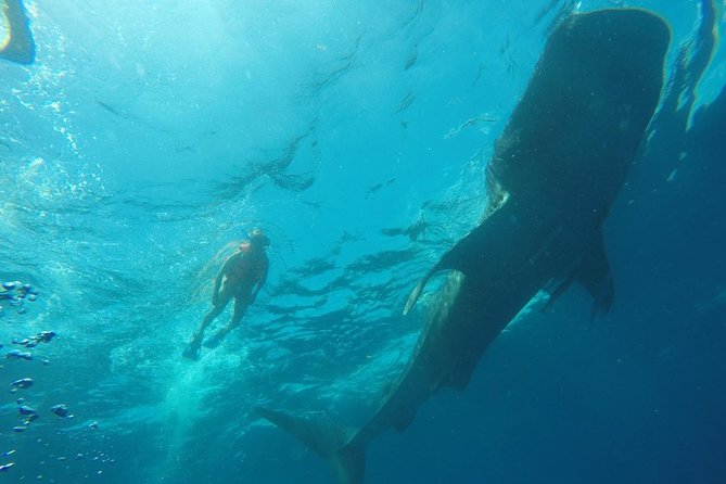 Whale Shark Swim Adventure SMALL GROUP from Cancun - Who this whale shark swim suits best
