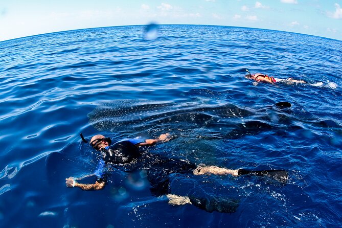Whale Shark Swim Adventure SMALL GROUP from Cancun - The swim setup: pairs, rounds, and how Lena helps you stay close