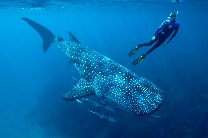 Whale Shark Swimming and Isla Mujeres Beach Tour - Cancun Whale Sharks Plus Isla Mujeres Beach Time