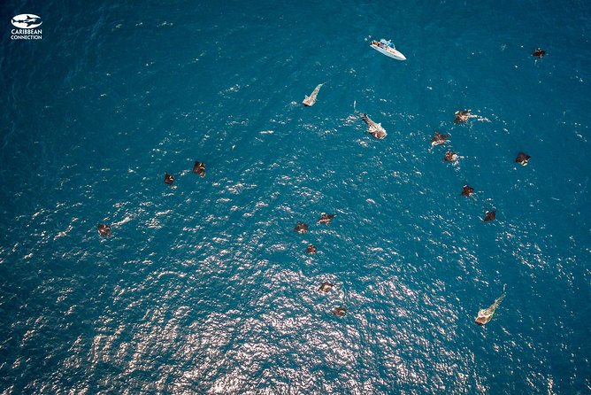 Whale Shark Swimming and Isla Mujeres Beach Tour - Isla Mujeres Playa Norte: The Hour That Makes the Day