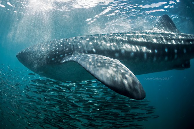 Whale Shark Swimming and Isla Mujeres Beach Tour - Snorkel Gear Fit and Instructions: Small Issues That Matter