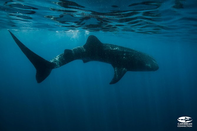Whale Shark Swimming and Isla Mujeres Beach Tour - Punta Sam Sunrise: Pickup Timing and Check-In