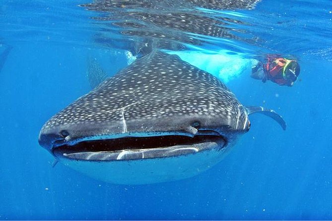 Whale Shark Tour from Cancun, Playa del Carmen, Tulum and Riviera Maya - How the Whale Shark Snorkel Works (Regulations, Waiting, and Real Expectations)