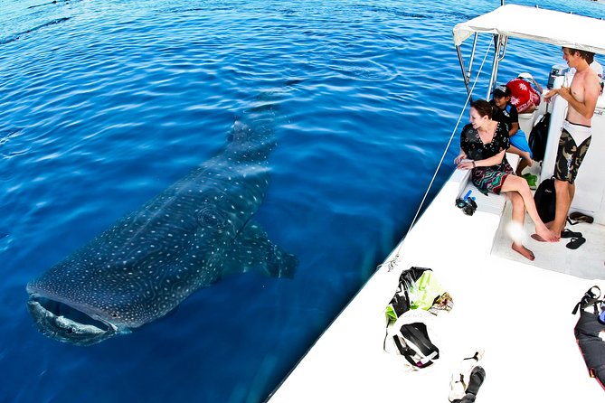 Whale Shark Tour from Cancun, Playa del Carmen, Tulum and Riviera Maya - Boat Comfort, Motion Sickness, and What to Pack So You Enjoy It