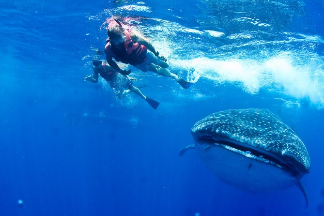 Whale Shark Tour from Cancun, Playa del Carmen, Tulum and Riviera Maya - Isla Contoy National Park: The Boat Ride, Marine Life Scans, and Reef Snorkeling