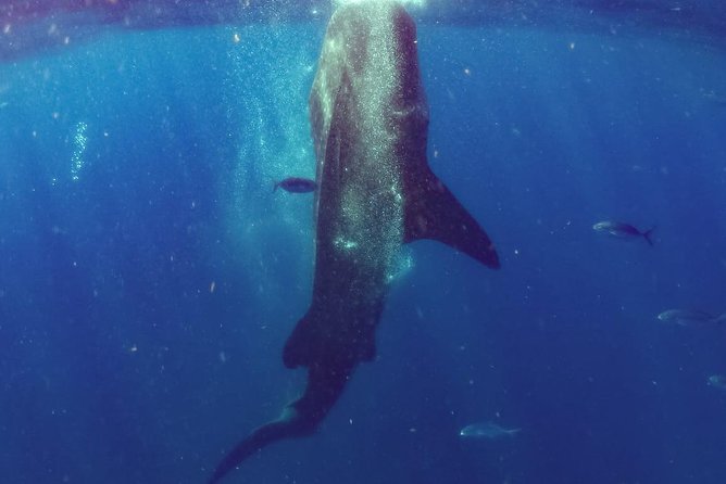 Whale Sharks Small-Group Tour in Cancun and Riviera Maya - The Big Prize, Whale Sharks, With a Real Biologist on Board