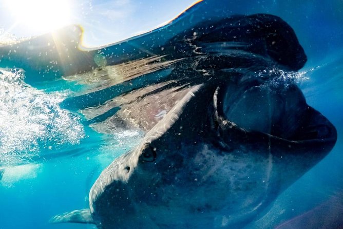 Whale Sharks Small-Group Tour in Cancun and Riviera Maya - Snorkeling Rules: Mineral Sunscreen, Pair Jumps, and Keeping Up