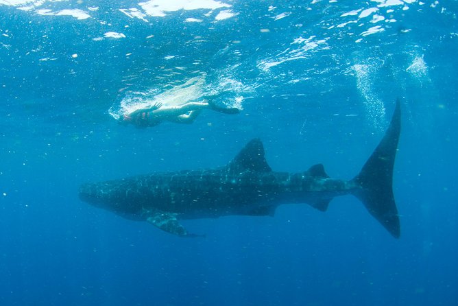 Whale Sharks Small-Group Tour in Cancun and Riviera Maya - What the Whale Shark Swim Feels Like (and Why It Can Be Short)