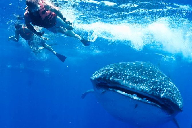Whale Sharks Small-Group Tour in Cancun and Riviera Maya - Isla Mujeres Lunch and Time at Playa Norte Beach