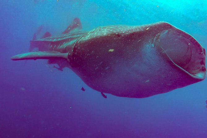 Whale Sharks Small-Group Tour in Cancun and Riviera Maya - Value for $160, Plus the $20 Cash Dock Fee and Optional Extras