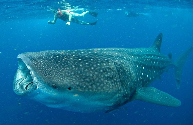 Whale Sharks Small-Group Tour in Cancun and Riviera Maya - Pickup, Meeting Point, and How the Day Actually Flows