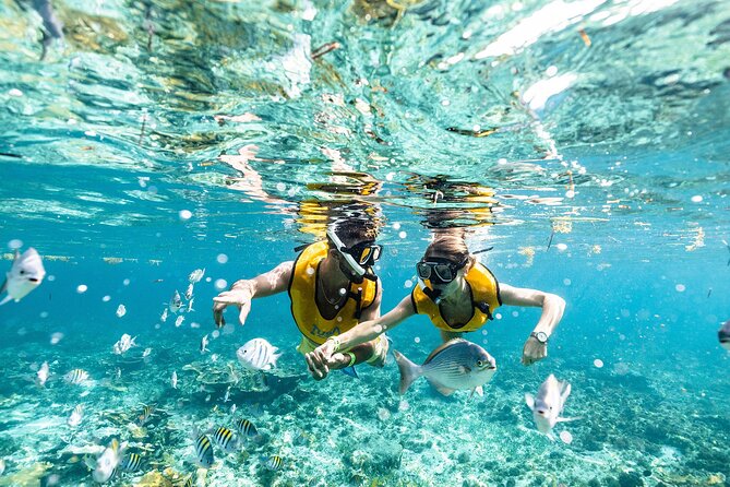 With Turtles, Shipwreck, Cenote, and Reef and Transport Included - A Small-Group Cancun Snorkel Day That Actually Feels Manageable