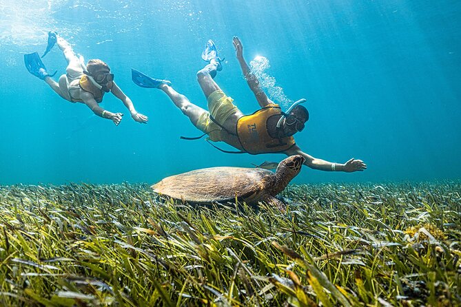 With Turtles, Shipwreck, Cenote, and Reef and Transport Included - Price and Value: Is $79 Worth It After Fees?